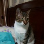 ●●(사진有)페르시안과 코숏의 하우스<b>홀릭</b>●●