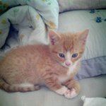 우리집 <b>완두</b>&amp;콩 이쁜냥이커플이예요~