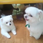 연두나라옥분공주 (화이트말티&amp;화이트<b>포</b><b>메</b>)