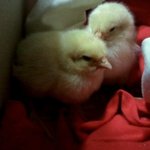 집 앞에서 병아리를 주웠습니다. 2