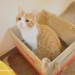 ※유봉이 앙즈판※11탄-울 고양이가 좋아하는 곳!!(스압주의/동영상有)