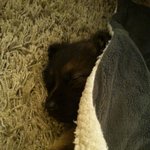 (사진有) □겉모습과는 갭이 엄청난 우리집 셰퍼트□