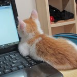 ※우리집 고양이 피자냥들을 소개합니다※(스압주의)