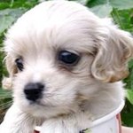 [사진有,多] 사랑해 퍼니 (코카스파니엘)