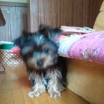 ★사진有)우리집 귀염둥이 <b>몽이</b>를 소개합니다★