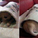 ●울집 12살먹은 치와와 할매 !!!!●   2