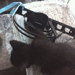 ★★★★쥐덫에 걸린 아기고양이★★★★★사진有 끝까지 읽어주세요!...