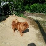 사진有有))중국견 차오차오