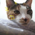 [수정]## 고양이계의 장근석, 당근이를 소개해용####스압있음