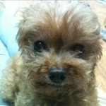 이런 <b>개동안</b>!!! 사랑스런우리꼬꼬