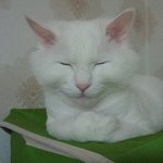 ★우리<b>집</b>냥<b>이</b>의 아름다운자태★