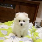 (사진多多)길고 짧은 숏 숏!! 나대미 여름이의 성장일기