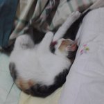 사진有(말썽쟁이 <b>보리</b>를 소개합니다+추가