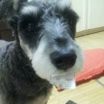 ★★★(사진有)살인개★★★