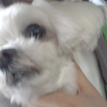 사진有))유기견말티즈분양