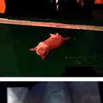 사진첨부) 동물을 사랑하시는 여러분!  함께 애도해주세요!