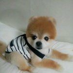 ★클릭!!한국판 부우~저희 귀염둥이 별양 소개 2탄입니다^^★