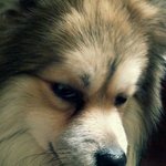 2탄!! 우리 아가 포메라이언 말복이에요 ♥