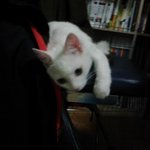 우리 고양이 구름이를 소개합니다~!