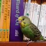 [소중한 반려동물을 되찾아주세요]