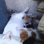 (사진.jpg) ★길고양이에 대해 조언을 얻고자 합니다★