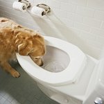 언젠간...<b>변기물</b>을 정화해서 먹는다,,??