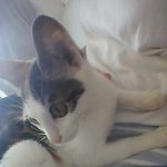 고양이를 찾습니다.. 한번만 눌러주세요