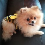 우리 사랑스러운 개님 또잉이를 소개합니다~^-^