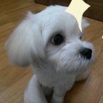 강아지 좀 찾아주세요