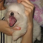 우리집 화이트<b>포</b><b>메</b> 하늘이 :d