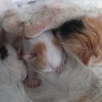 끼양이의 5마리 아가들 <b>1</b>달간 성장기<<b>1</b>> +(부산) 분양합니다