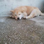 강아지 한<b>마미</b>를 붙양받았어요