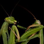 ★★★사마귀가 교배후 ★★★