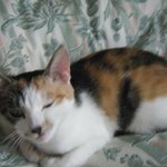 사진有(말썽쟁이 <b>보리</b>를 소개합니다 2