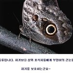 세상의 <b>동물</b> 위장의 모든것
