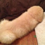 야 <b>이</b>강아지 <b>모양</b>이뭔가좀 색다르지않냐?ㅋㅋㅋㅋㅋ