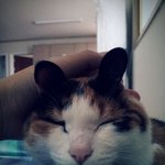 고양이 떡실신녀 ㅋㅋㅋㅋㅋㅋㅋㅋ