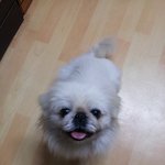 (인천)페키니즈 암컷, 사랑으로 키워주실 분 찾아요