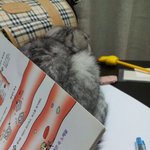 ★★★사진有) 귀접힌 귀여운 고양이 ★★★