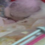 저희햄스터 <b>종류</b>가 대체 뭔가요?ㅠㅠ 사진有