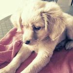 사진有) 귀여움 폭발하는 애교쟁이 코코 :)