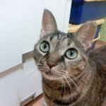 ★10살먹은 초동안 고양이<b>여라</b>★