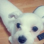 개부자집 말티(<b>청</b>이,문열이)이야기