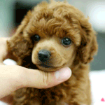 ★★동물을학대.!★★