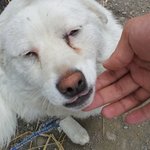 ★☆(사진추가했음)(사진有)저희동네 그냥 <b>방치</b>된 강아지 어떠해야 하나요...