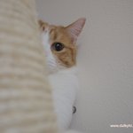 ※유봉이 앙<b>즈</b>판 12탄-울고양이와 놀아주기※