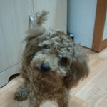 개부자집 푸들(명박이) 이야기