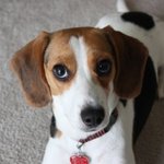 새침떼기 비글과 꺼벙한 코카스파니엘을 키우는 ...