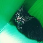 사진有) 아기고양이를 데려왔어요ㅠㅠ