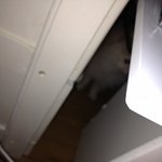 2편 우리집 막둥이 <b>포메</b> 꽃뚜레를 소개합니다~ ;-)